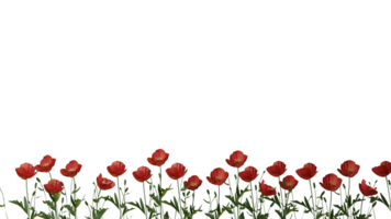 rosso papavero fiori confine trasparente. fiore decorazione. png