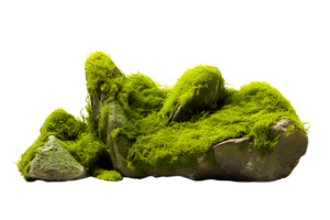 AI generated Mossy rock png