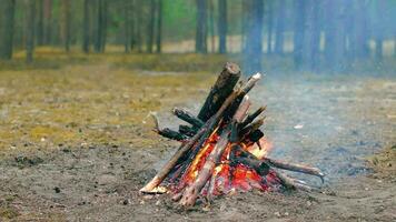 A Bonfire Burning in the Forest at Summer Day. Flaming Campfire. Fireplace in Nature Static Shot, Slow Motion video