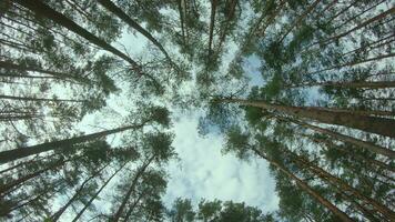 faible angle vue de une pin forêt lorsque à la recherche en haut à le des arbres. bas vue de pin couronnes à ensoleillé été journée. le ciel pouvez être vu par le hauts de le des arbres. en arrière cardan stabilisateur mouvement video