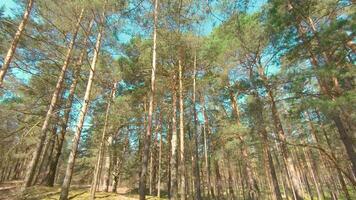 Walking Through the Pine Forest and Looking Up to the Trees. Bottom View of Pine Crowns at Sunny Summer Day. The Sky Can Be Seen Through the Tops of the Trees video