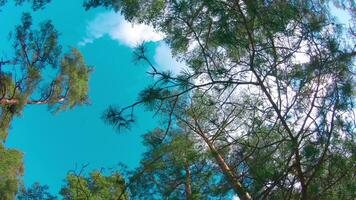 Low Angle View of Colorful Summer Pine Forest, Walking Through the Coniferous Trees Moving Left. Bottom View of the Tops of Pines at Sunny Summer Day. The Sky Can Be Seen Through the Tops of Pines video