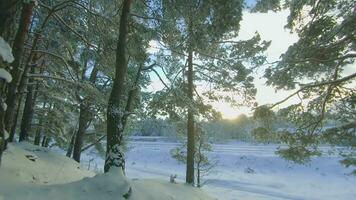 bajo ángulo ver de un invierno pino bosque, caminando mediante el conífero arboles fondo ver de el tapas de pinos en el nieve a soleado invierno día. el cielo lata ser visto mediante el tapas de el pinos video