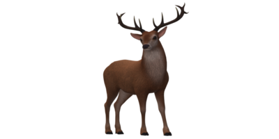 Reindeer isolated on a Transparent Background png