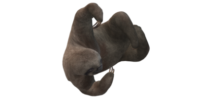 Sloth isolated on a Transparent Background png