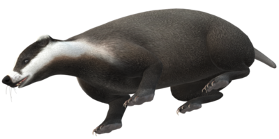 Badger isolated on a Transparent Background png