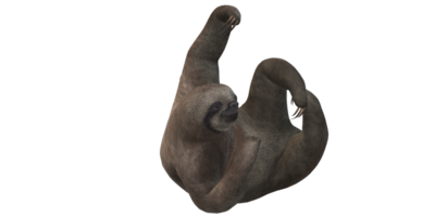 Sloth isolated on a Transparent Background png