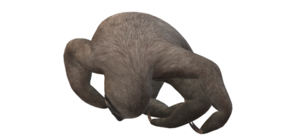 Sloth isolated on a Transparent Background png