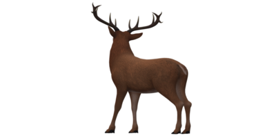 Reindeer isolated on a Transparent Background png