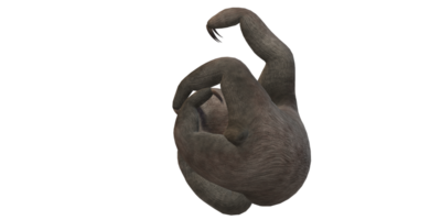 Sloth isolated on a Transparent Background png