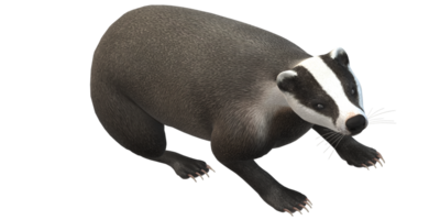 Badger isolated on a Transparent Background png