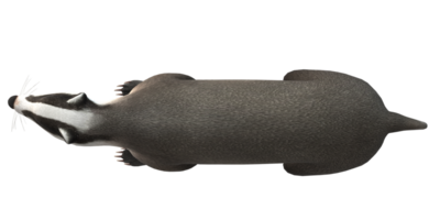 Dachs isoliert auf ein transparent Hintergrund png