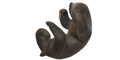 Sloth isolated on a Transparent Background png