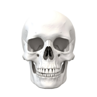 AI generated 3D Rendering of a Human Skull on Transparent Background - Ai Generated png