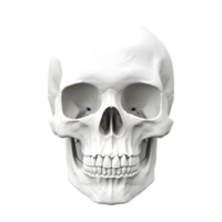 ai generado 3d representación de un humano cráneo en transparente antecedentes - ai generado png