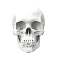 AI generated 3D Rendering of a Human Skull on Transparent Background - Ai Generated png