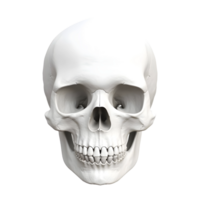 AI generated 3D Rendering of a Human Skull on Transparent Background - Ai Generated png