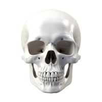 AI generated 3D Rendering of a Human Skull on Transparent Background - Ai Generated png