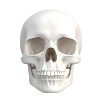 ai gegenereerd 3d renderen van een menselijk schedel Aan transparant achtergrond - ai gegenereerd png