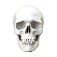 AI generated 3D Rendering of a Human Skull on Transparent Background - Ai Generated png