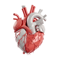 ai generado 3d representación de un humano corazón en transparente antecedentes - ai generado png