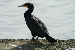 un cormorán por el orilla foto