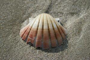 a scallop shell on the beach with sand and water photo