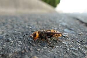 giant Asian hornet photo