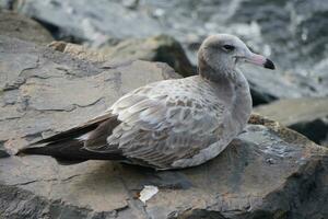 a seagull sitting on a rock at the riverside photo