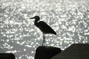 a heron standing on a rock by the ocean photo