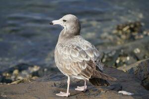 un Gaviota sentado en un rock a el orilla foto