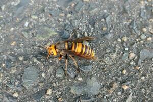 giant Asian hornet photo