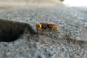 giant Asian hornet photo