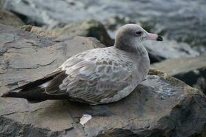 un Gaviota sentado en un rock a el orilla foto