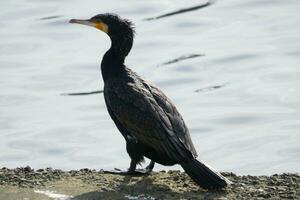 a cormorant by the riverside photo
