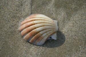 a shell on the beach with sand in the background photo