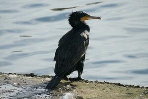 un cormorán por el orilla foto