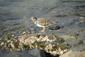 sandpiper searching for food at the riverside photo