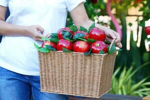 A plastic apple basket in the hand of an Asian female tourist who uses the apple basket as a photo prop. Soft and selective focus.