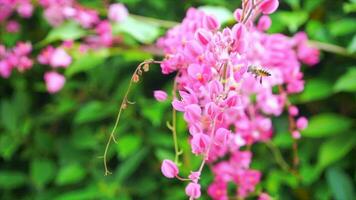 bin är flygande och äter pollen från blomma i de morgon- på en Bra väder. video