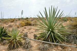 un grupo de plantas en el Desierto foto