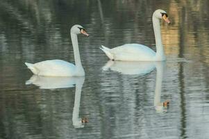 dos cisnes son nadando en el agua juntos foto