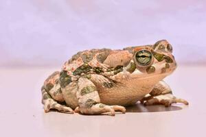 a toad with green spots photo