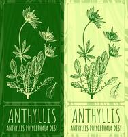 vector dibujos anthyllis. mano dibujado ilustración. latín nombre antillis policéfala desf.