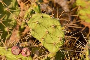 a cactus plant with many small spikes photo