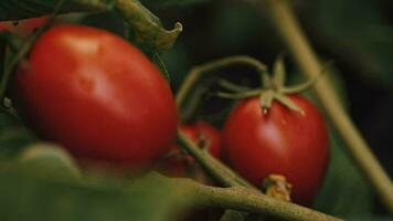 kers tomaten in de groente tuin video