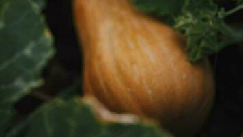 orange pumpa med grön löv växande i de trädgård video