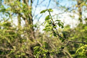 Quercus petraea in spring. Spring oak leaves. Selective focus. photo