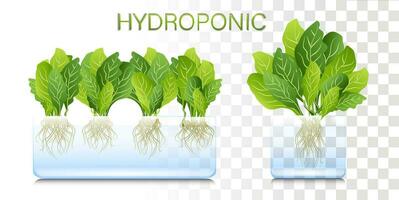 Portable hydroponic aeroponic system for ecofriendly growing of green lettuce, vegetables and herbs. organic vegetable garden vector