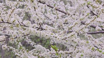 bloeiende kers in de tuin. fullframe achtergrond. video